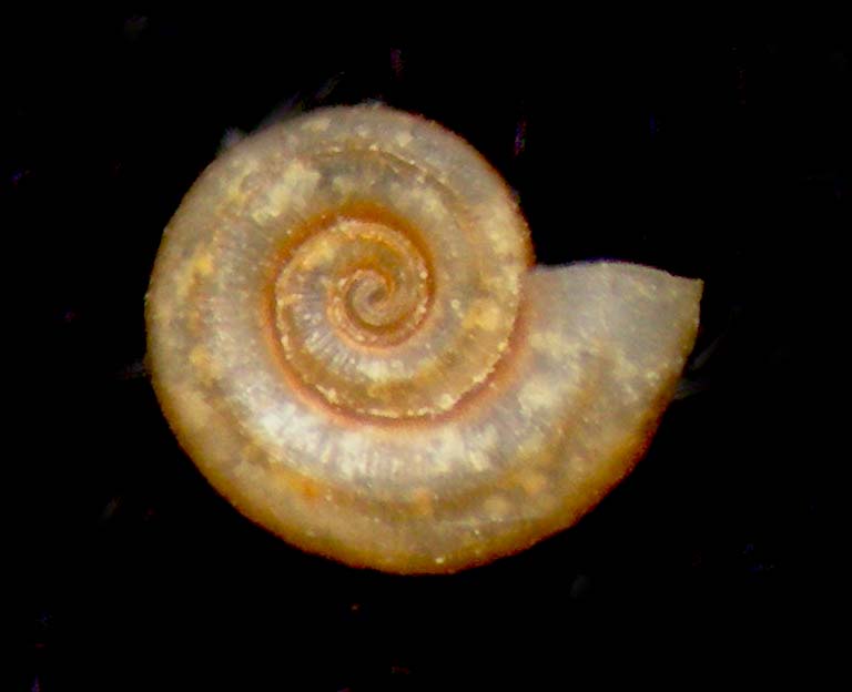 omalogyridae